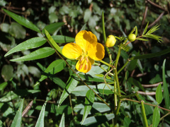 Senna sophera