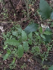 Alectryon excelsus excelsus