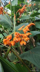 Stromanthe stromanthoides