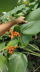 Stromanthe stromanthoides