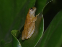Dendropsophus microcephalus