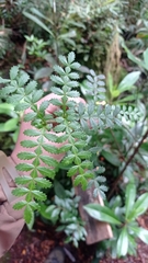 Weinmannia trichosperma