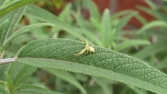 Misumenops
