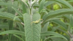 Misumenops