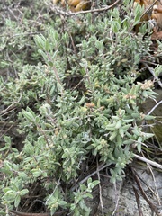 Extriplex californica