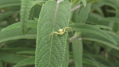 Misumenops