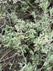 Extriplex californica