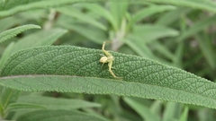 Misumenops