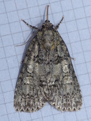 Acronicta tristis