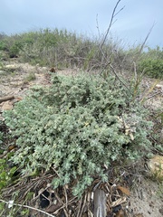 Extriplex californica