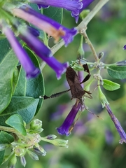 Leptoglossus concaviusculus