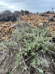 Extriplex californica