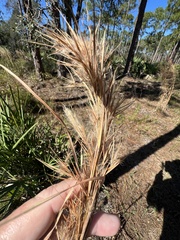 Andropogon cretaceus