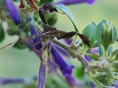 Leptoglossus concaviusculus