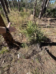 Andropogon cretaceus