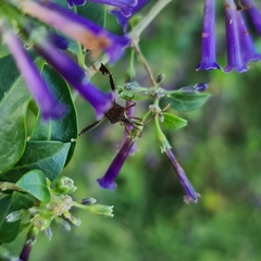 Leptoglossus concaviusculus