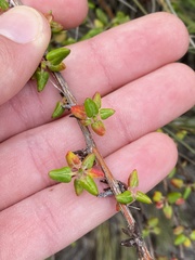 Eriogonum parvifolium