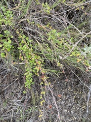 Eriogonum parvifolium