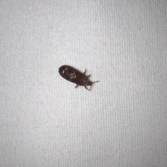 Insecta
