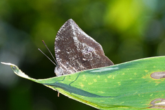Memphis moruus