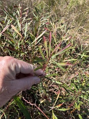 Stillingia sylvatica tenuis