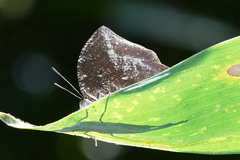 Memphis moruus