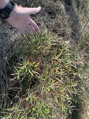 Stillingia sylvatica tenuis