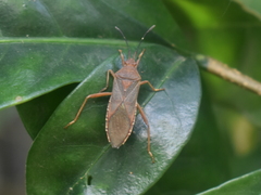 Namacus