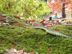 Rhabdophis tigrinus tigrinus