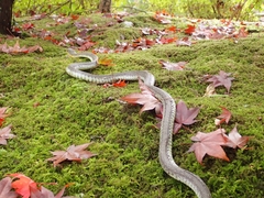 Rhabdophis tigrinus tigrinus