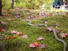 Rhabdophis tigrinus tigrinus