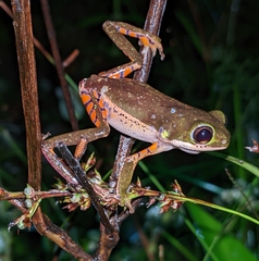 Pithecopus hypochondrialis