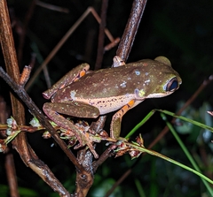 Pithecopus hypochondrialis