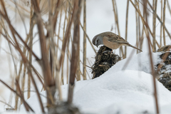 Emberiza godlewskii