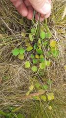 Ranunculus multiscapus