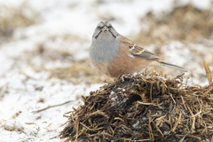 Emberiza godlewskii