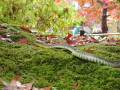 Rhabdophis tigrinus tigrinus