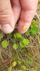 Ranunculus multiscapus