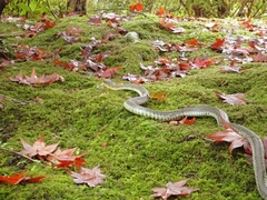 Rhabdophis tigrinus tigrinus
