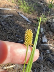 Cyperus ovatus