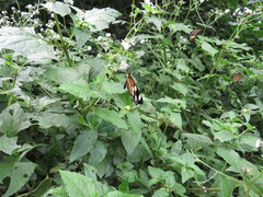 Heliconius ethilla