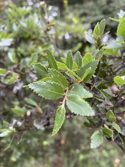 Nothofagus dombeyi