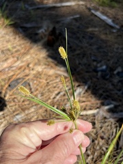 Cyperus ovatus