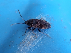 Neopetissius slaterorum