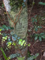 Metrosideros perforata