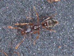 Hypoponera opaciceps