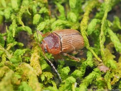 Cryptocephalus schreibersii