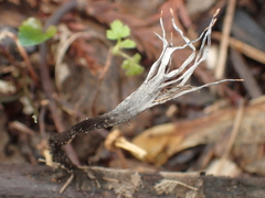 Xylaria hypoxylon