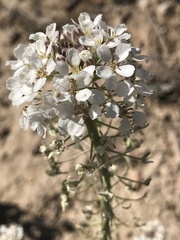 Dimorphocarpa wislizeni