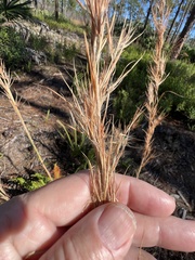 Andropogon cretaceus